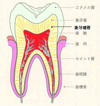 歯の成熟の話